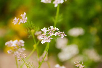  Cilantro (coriander) blooms in the garden. Blurred background