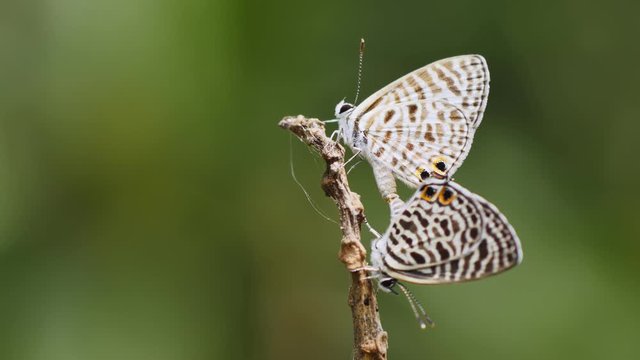Butterflies mating on a branch.