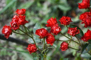 Small flowers of a red dwarf rose in the garden