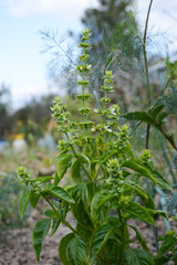  Green basil grows in the garden. Blurred background