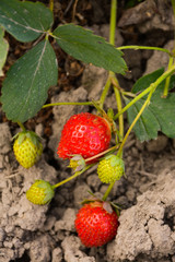 Red strawberries grow in the garden