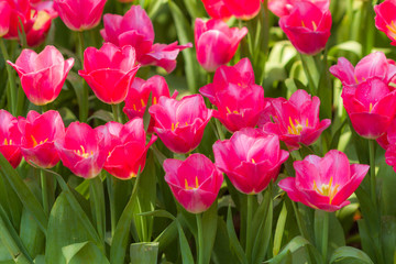 Fototapeta premium Closeup pink tulips flower background. Beautiful view of tulips landscape at the middle of spring or summer.