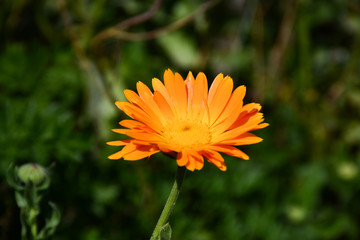  Close-up of an orange calendula flower on a green background