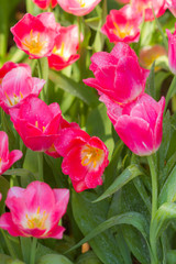 Obraz premium Closeup pink tulips flower background. Beautiful view of tulips landscape at the middle of spring or summer.