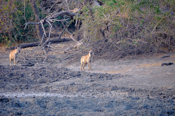 Hyena in Mana Pools National Park, Zimbabwe