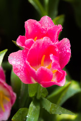 Closeup pink tulips flower background. Beautiful view of tulips landscape at the middle of spring or summer.