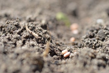 Seed