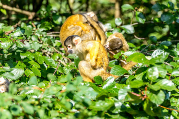 skulls monkey family together high in the tree
