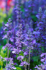 Purple flower in garden.
