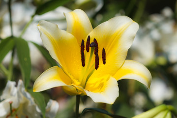 Fototapeta premium Yellow Day Lily Flower