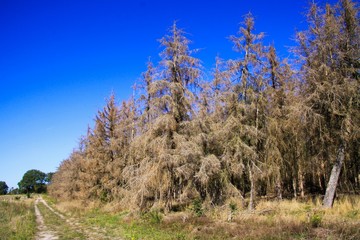 View on dried out withered conifer trees in forest against blue sky after dry hot summer 2019 damaged by bark beetles (scolytinae) - Netherlands, De groote Peel