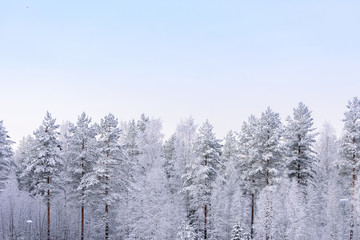 Fototapeta na wymiar The forest has covered with heavy snow and clear blue sky in winter season at Lapland, Finland.