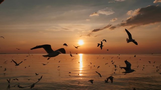 Seagulls Flying Above Sea At Sunset.