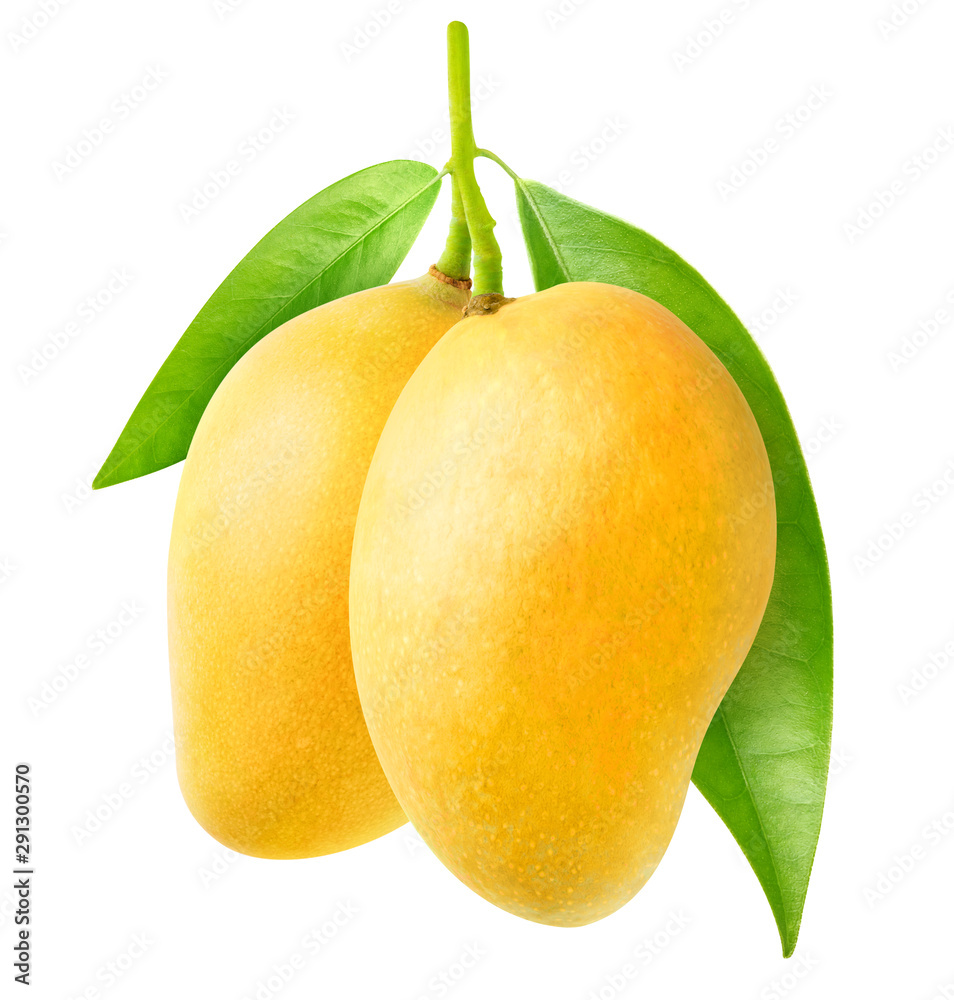 Wall mural Isolated mango. Two yellow mango fruit hanging on a tree branch isolated on white background with clipping path