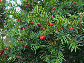 branch of yew with red berries