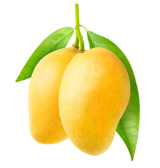 Isolated mango. Two yellow mango fruit hanging on a tree branch isolated on white background with...
