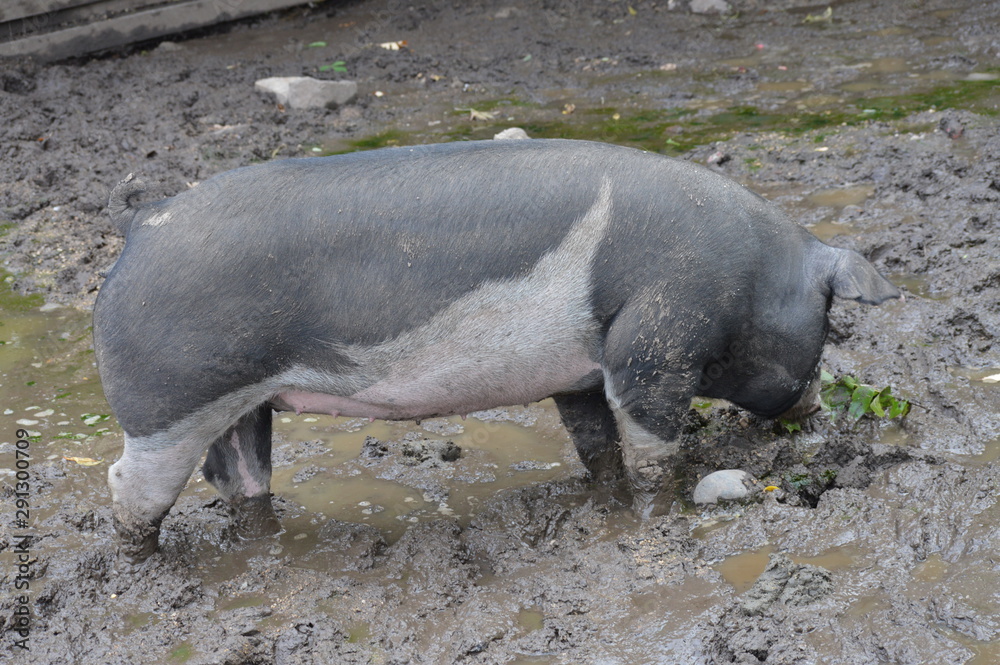 Poster A pig at the farm