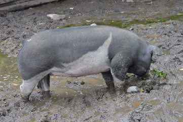 A pig at the farm