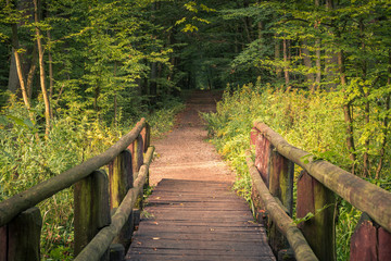 Fototapeta premium Wooden bridge at summer in Kabacki forest, Masovia, Poland