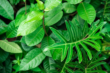 Tropical green leaves textured and background, Nature concept