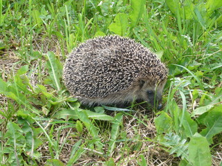 Hedgehog