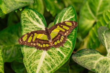 Siproeta stelenes (malachite butterfly), sitting on a green leaf, with open wings, and green leaves background