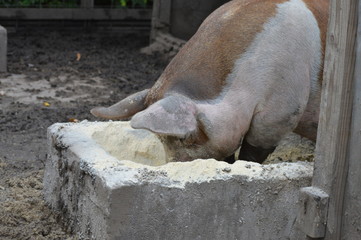 A pig at the farm