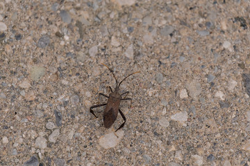 Insect