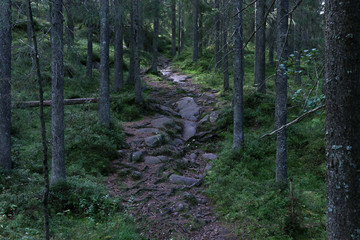 path in the forest