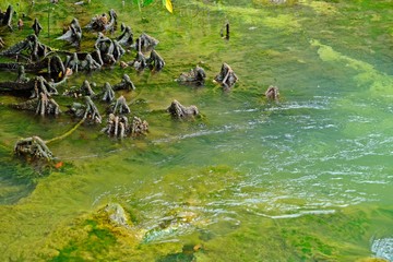 Roots of trees popping up from water at Tha Pom Klong Song Nam, Krabi, Thailand.