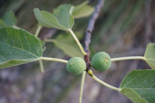 green figs on the tree