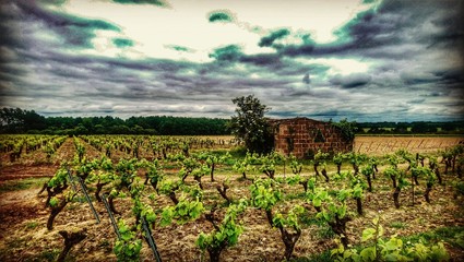 Vignoble Nantais