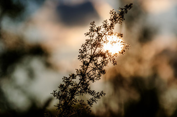 Sunset through the dried weed with a spider web. A dry panicle looms against the sunset. Plant silhouette. Abstract background in pastel colors. Selective focus