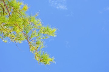 Bright green pine leaves with bright blue sky on sunny day as background.
