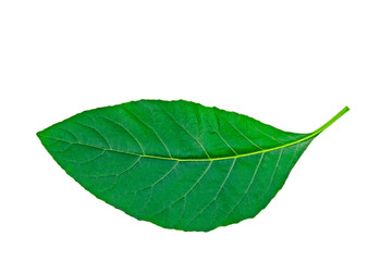 A Bitter leaf shrub (Vernonia amygdalina) isolate on white background.