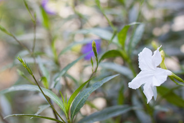 White petunia or ruellia simplex flowers and sunlight in the morning.