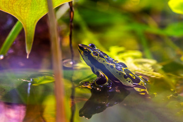 close-up of a stubfoot toad in shallow water