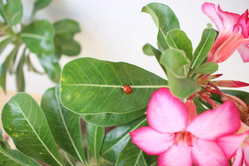 Wee little bug on a magnificent flower in the garden