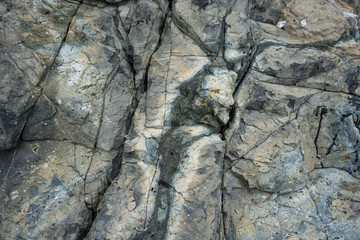 Close up of a sea rock texture