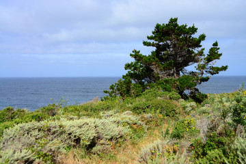 Fototapeta na wymiar Pine tree Big Sur California Pacific Ocean