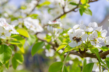 Obraz na płótnie Canvas Bee collects nectar from white flowers of pear tree in late spring