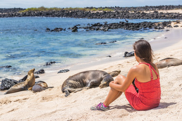 Galapagos tourist enjoying wildlife in nature looking sitting by many Galapagos Sea Lions on cruise ship adventure travel holidays vacation, Mann Beach (Playa Mann), San Cristobal, Galapagos, Ecuador.