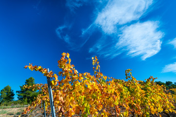 Viñedo, Valle del Set, Les Garrigues, Lleida, Catalunya, Spain