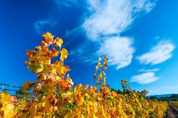 Viñedo, Valle del Set, Les Garrigues, Lleida, Catalunya, Spain