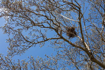 Magnolia Tree on US Capitol Grounds in Early Spring Squirrel Nest