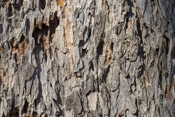 tree bark texture