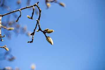 early spring magnolia buds in washington dc us capitol grounds