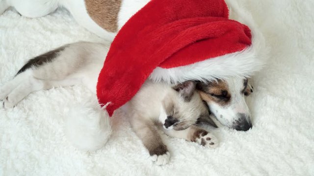 Dog and cat sleeping under christmas hat