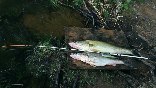 Successful fishing, two large zander and spinning  by the river