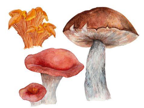 Autumn hand drawn watercolor illustration, painted set of mashrooms